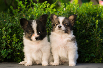 Two cute puppies in the summer garden