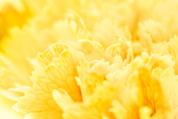 Abstract floral background, yellow carnation flower petals. Macro flowers backdrop for holiday brand design