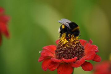 bee pollinates flower in garden