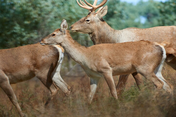 The Bactrian deer (Cervus elaphus bactrianus)

The Bactrian deer, also called the Bukhara deer, Bokhara deer, or Bactrian wapiti, is a lowland subspecies of red deer native to Central Asia.
