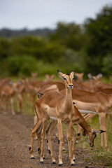 impalas lining up in the road