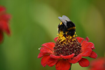 bee pollinates flower in garden