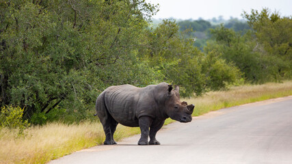 Naklejka na ściany i meble White rhinoceros in the road - Kruger