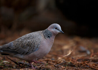 cautious pigeon on the ground