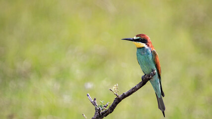 a European bee-eater perched