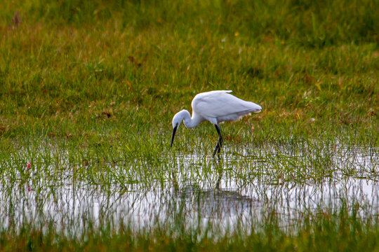 Grande aigrette dans le marais