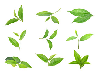 Green tea leaf isolated on white background