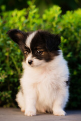 Portrait of a small puppy on a background of bushes