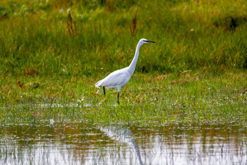 Grande aigrette dans le marais