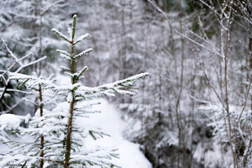 Christmas tree in the snow close-up. Against the background of a blurred snowy forest. Background for your text, for congratulations. Blank for a postcard.