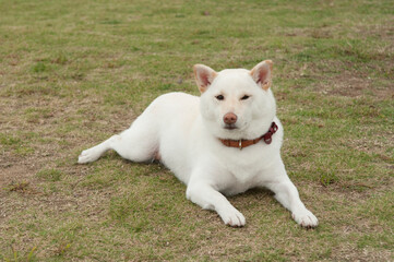 Naklejka na ściany i meble 庭に横たわる白い犬