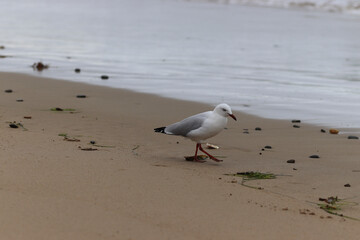 seagull on the beach
