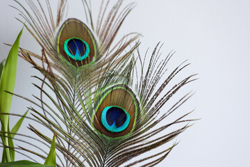 Colorful Indian Peacock feathers isolated, Peacock green and blue plumage moving in breeze or wind  India. interior decoration material.