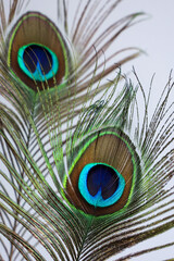 Naklejka premium Colorful Indian Peacock feathers isolated, Peacock green and blue plumage moving in breeze or wind India. interior decoration material.