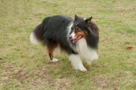 庭をあそぶコリー犬