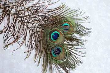 Naklejka premium Colorful Indian Peacock feathers isolated, Peacock green and blue plumage moving in breeze or wind India. interior decoration material.