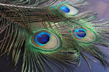Colorful Indian Peacock feathers isolated, Peacock green and blue plumage moving in breeze or wind  India. interior decoration material.