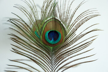 Obraz premium Colorful Indian Peacock feathers isolated, Peacock green and blue plumage moving in breeze or wind India. interior decoration material.