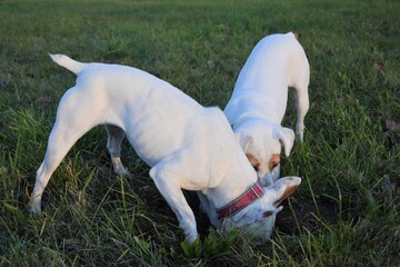jack russell terrier playing in the grass
