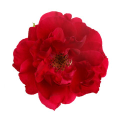 Red garden rose flower isolated on white background.