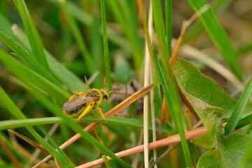 Gemeine Löcherbiene (Heriades truncorum)	