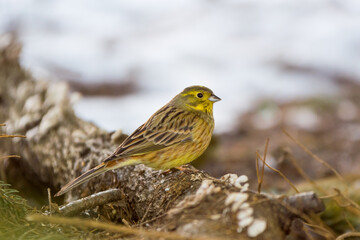 The yellowhammer, Emberiza citrinella, cute male, close up