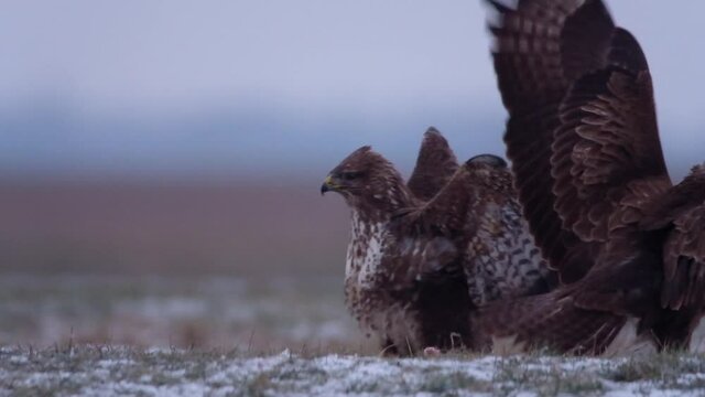 Common buzzards on the snow