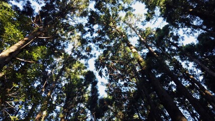 屋久島 屋久杉 縄文杉トレッキング 国立公園 鹿児島