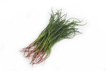 Bunch of fresh Salsola soda. Barba di frate or agretti or Saltwort isolated on white background