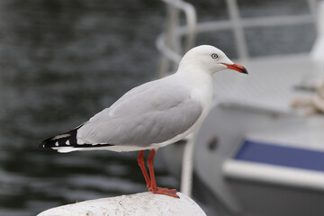 seagull on the beach