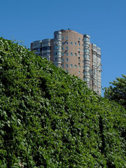 Green Hedgerow In Front Of Modern High Rise Building 
