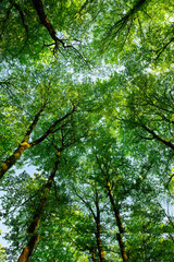 Lush beech forest.