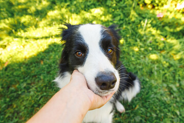Woman hand stroking puppy dog border collie in summer garden or city park outdoor. Close up dog portrait. Owner playing with dog friend. Love for pets friendship support team concept.