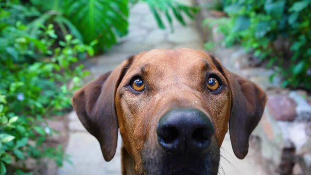 Close up of a big brown dog looking at camera