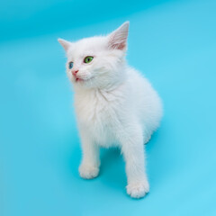 Little white kitten with blue and green eyes sitting on blue surface and looking up