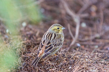 The yellowhammer, Emberiza citrinella, cute female, close up