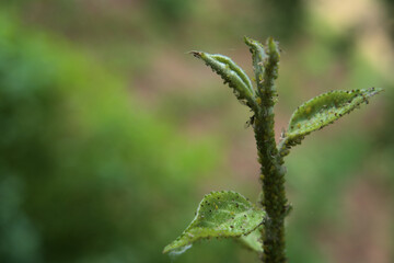 damaged and infected by aphids fresh apple leaf sprouts.