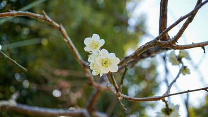 梅の花