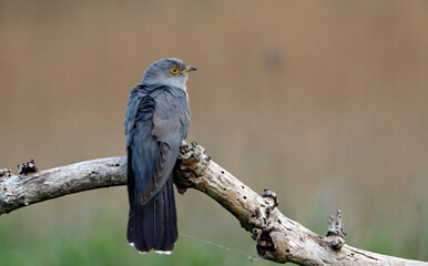 Male cuckoo feeding and displaying for females