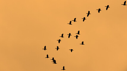 bird silhouettes flying evening sunset
