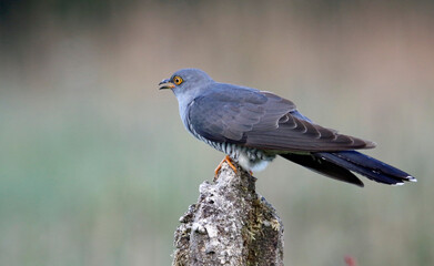 Male cuckoo feeding and displaying for females