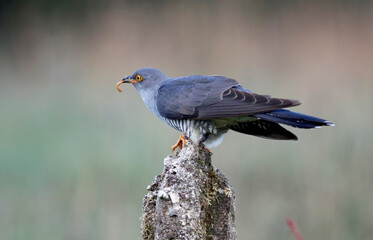 Male cuckoo feeding and displaying for females