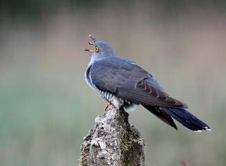 Male cuckoo feeding and displaying for females