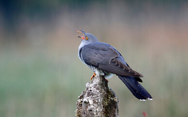 Male cuckoo feeding and displaying for females