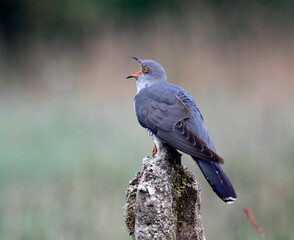 Male cuckoo feeding and displaying for females