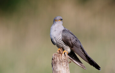 Male cuckoo feeding and displaying for females