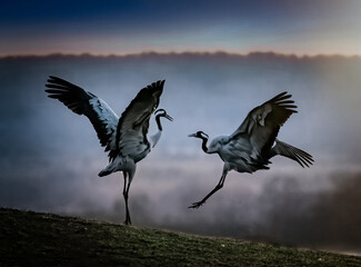 Cranes are dancing.