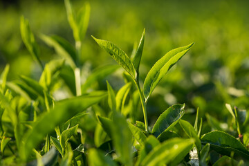 Tea plantations in Munnar, Kerala, India
