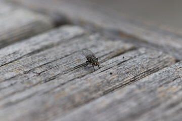 ant on a wood