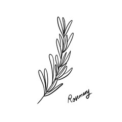 Fototapeta na wymiar Illustration of Rosemary drew by black ink isolated on a white background